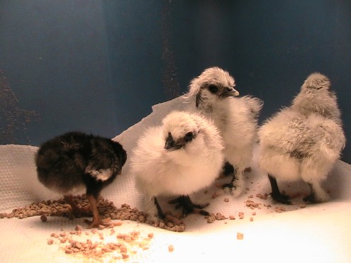 Chicks hatched 8/25/08
