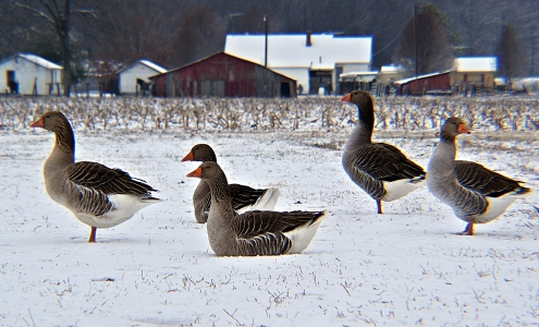 Toulouse geese